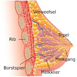 de-borst.jpg